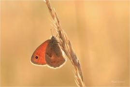 <p>OKÁČ POHÁŇKOVÝ (Coenonympha pamphilus) ---- /Small heath - Kleines Wiesenvögelchen/</p>
